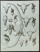 1836 - Crânes & cornes de