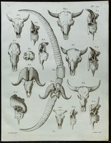 1836 crânes cornes - -, de