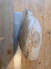 Coquillage Volute 18 Cm