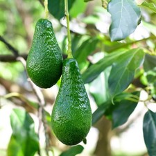 Persea americana 'Pinkerton' - Groupe A - Avocatier à gros fruits