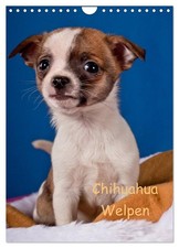 Chihuahua Welpen (Calendrier