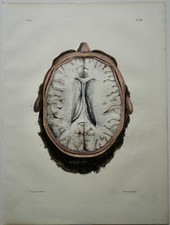 BOURGERY JACOB ANATOMIE 1844
