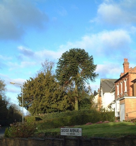 Photo 6x4 camp lane cotteridge - photo,