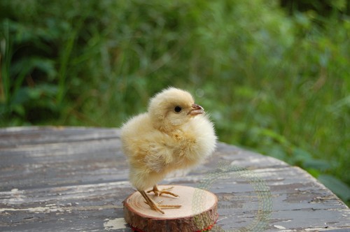Domestic chick taxidermy - domestic,