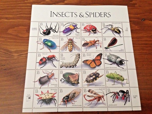 Insects spiders describtion - spiders, (describtion