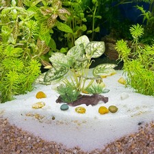  Décoration Terrarium