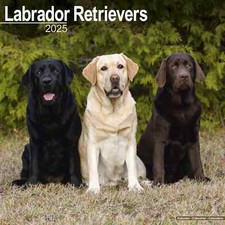 Calendrier 2025 -  LABRADOR