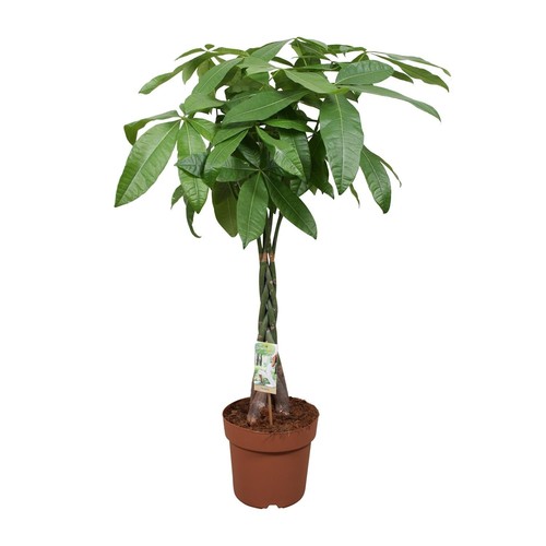 Pachira aquatica arbre - pachira,