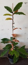 Castanea henryi / Châtaigner