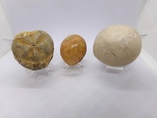 Lot de 3 oursins fossiles