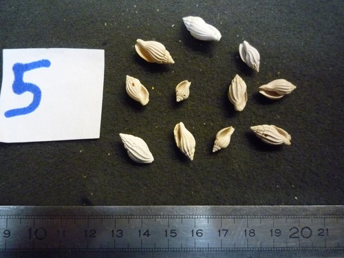 207 lyria harpula lot - -,