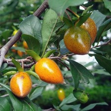 Diospyros rhombifolia - Kaki poire du Japon - Plaqueminier nain