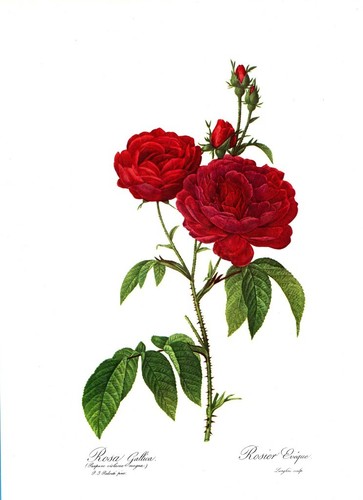 Botanical Print, Redoute
