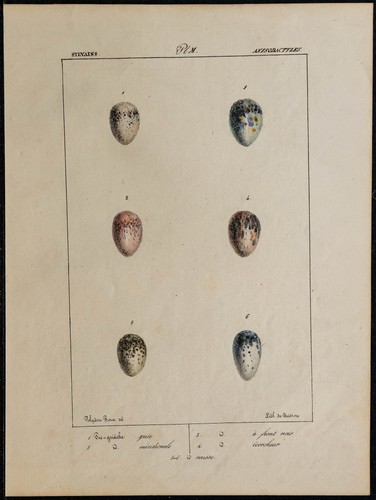 1830 oeufs oiseaux - -,