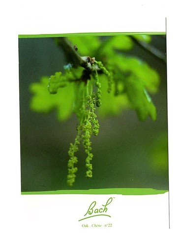 Les fleurs bach oak - -,