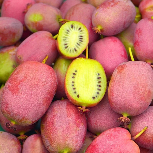 Actinidia arguta bingo - 'bingo',