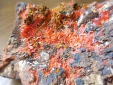 Minéraux. Belle crocoîte d'Australie