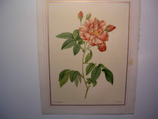 Choix des plus belles roses par Pierre-Joseph Redouté n°11