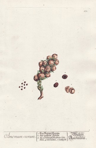Kardamome cardamom épices - kardamome,