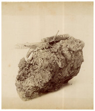 Nature morte au Criquet vintage albumen print Tirage albuminé  23x20  Circ