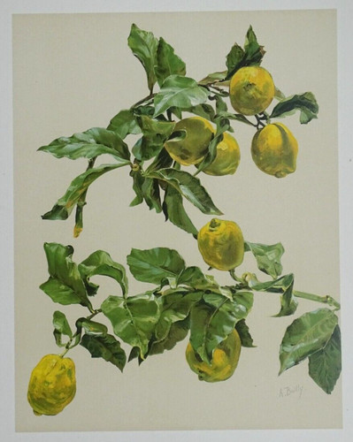 Citronnier bailly lithographie - bailly,