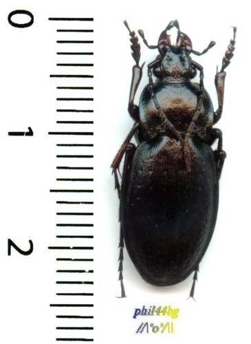 Carabidae - (rare),