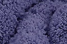 Wendy Expresso Écharpe De