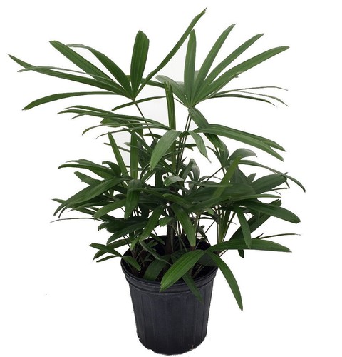 Lady palm rhapis excelsa - lady,