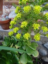 6belles boutures de aéoniums artichaux    floraison jaune