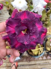 Adenium obesum 8563  (5