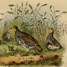 Histoire naturelle Oiseau