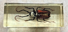 Grand Coléoptère rouge, résine inclusion insecte, dimensions 11 x 4,5 cm