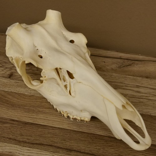 Crâne cerf af - cerf, (sans