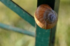 20 X Figurine Escargot