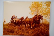 Photo argentique cochers - photo,