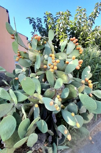 Grand plant de - 1,
