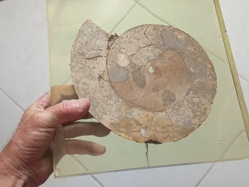Grande rare ammonite - rare,