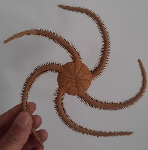 Curiosité taxidermie - curiosité,