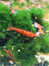 LOT CREVETTE RED CHERRY NEOCARIDINA DAVIDI RED CHERRY