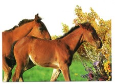 CHEVAL carte postale n° 339 - 125 carte avec motif découpé POULAIN CHEVAUX