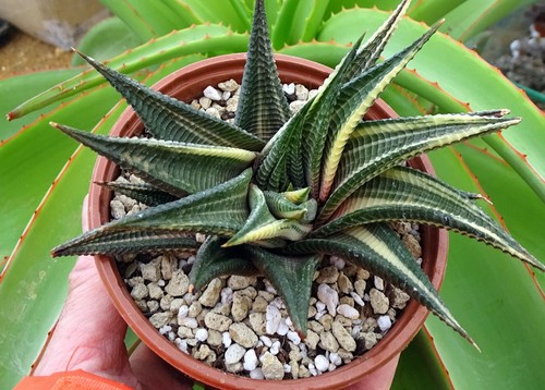 Haworthia limifolia variegata - limifolia,