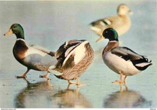 Animaux - Oiseaux - Canards - Canard Sauvage - Colvert - Duck - CPM - Voir Scans