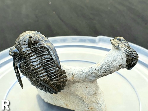 Hollardops trilobite proteus - hollardops, /