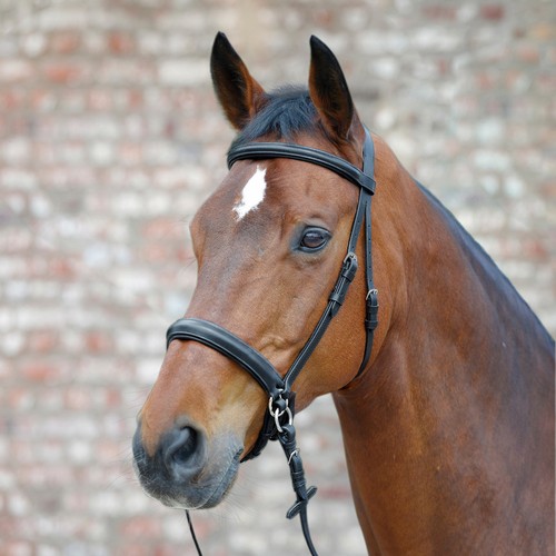 Bitless bridle star bride sans - bitless,