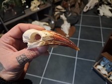 Crâne de calao à bec rouge 