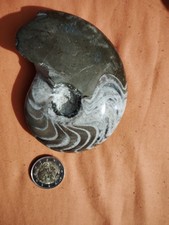 Ammonite Goniatite Maroc Devonien.