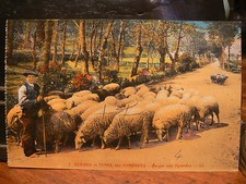 cpa scenes et types de pyrenees berger troupeau moutons metier