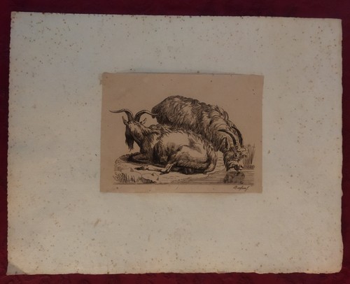 Gravure xix siècle chèvres - xix, siècle: