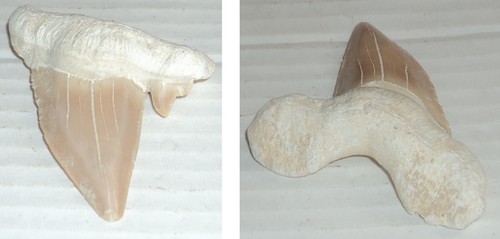 Rare grande dent - de, requin