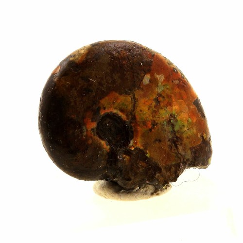 Ammonite fossile beudanticeras - ammonite,